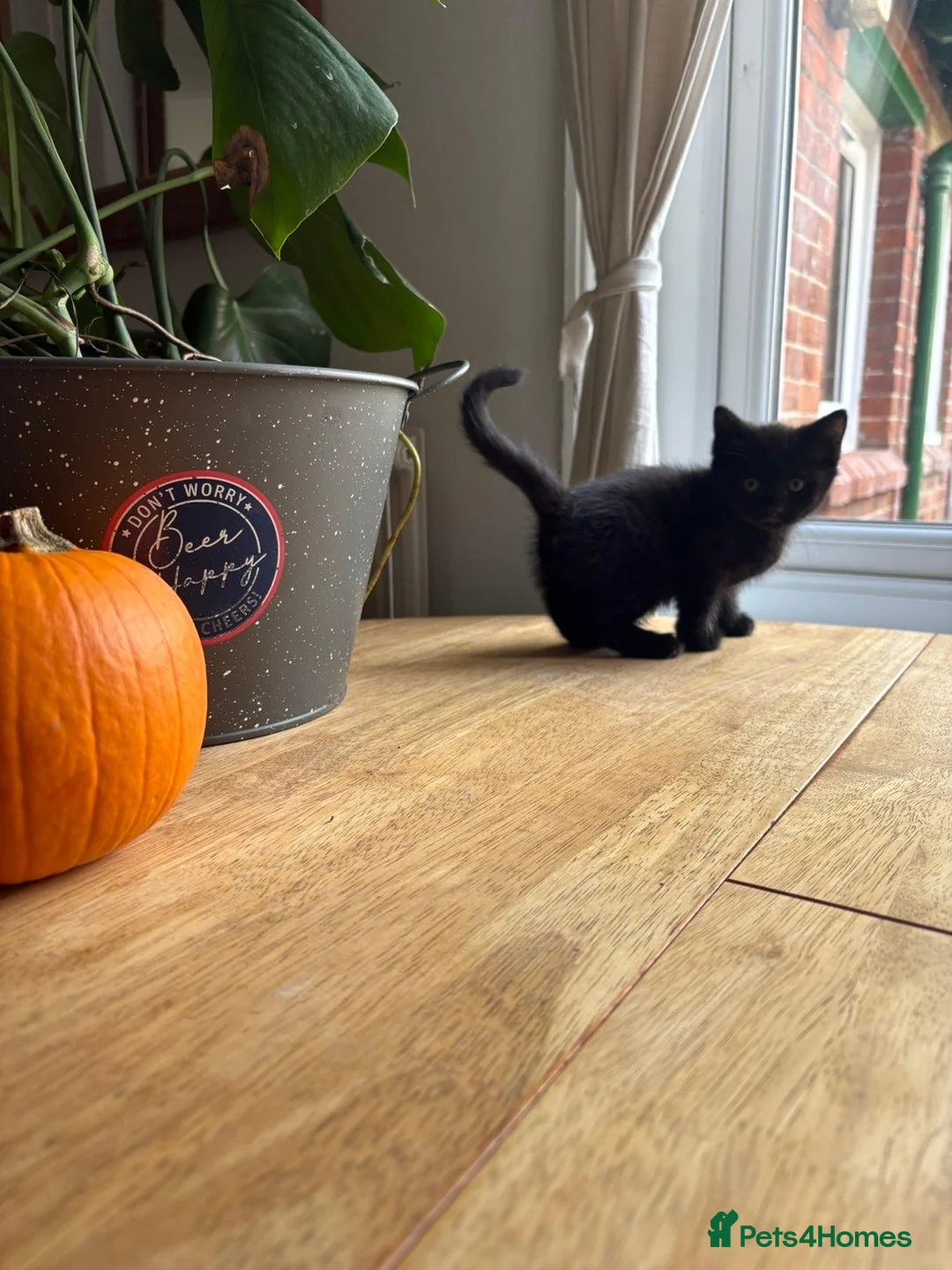 British Shorthair cats for sale: Six short haired black kittens  in Dover - Advert 7