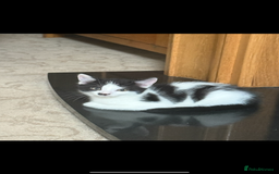Domestic Shorthair cats for sale: 4 beautiful kittens, £100 each!! - Image 3