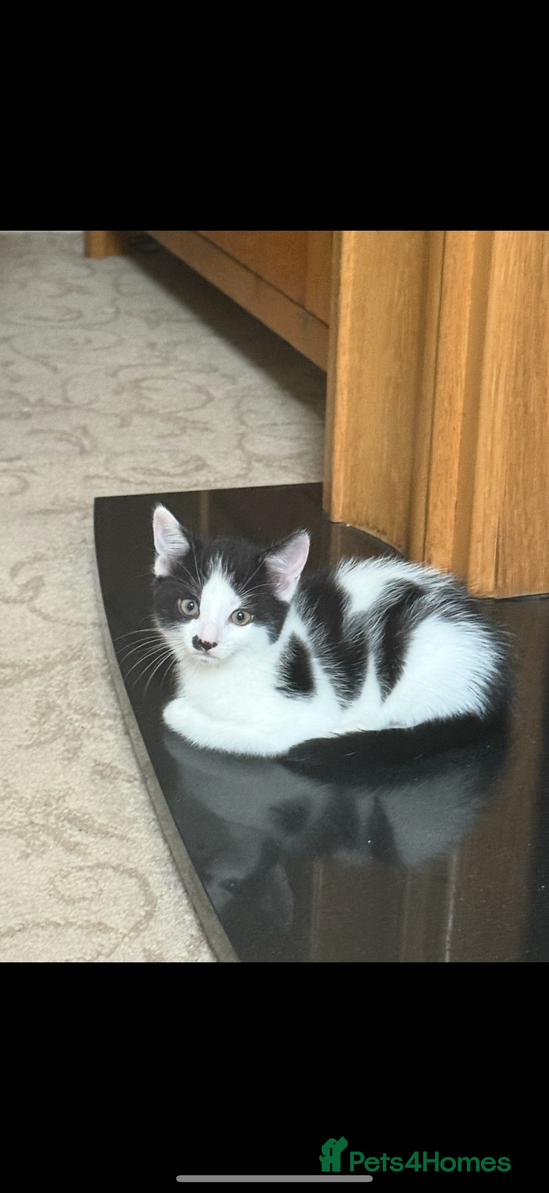 Domestic Shorthair cats for sale: 4 beautiful kittens, £100 each!! - Image 3
