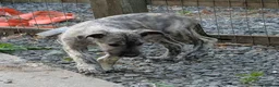 Irish Wolfhound dogs for sale: Irish Wolfhound puppies  - Advert 20