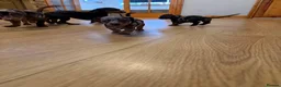 Miniature Dachshund dogs for sale: Miniature dachshunds - Advert 11