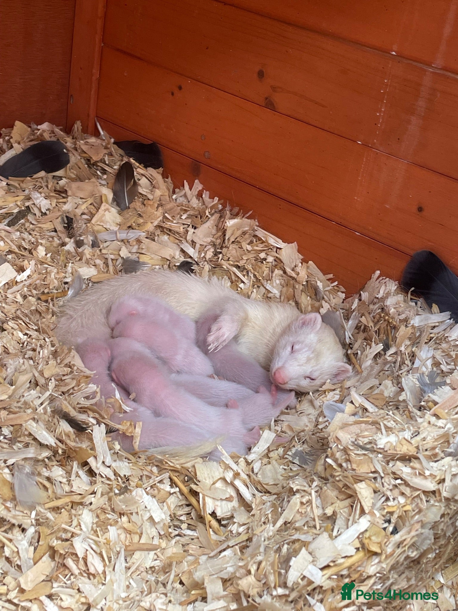 Ferret rodents 6 Standard size Working Ferret’s for sale - Advert 1