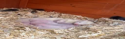 Ferret rodents for sale: 6 Standard size Working Ferret’s for sale - Advert 1