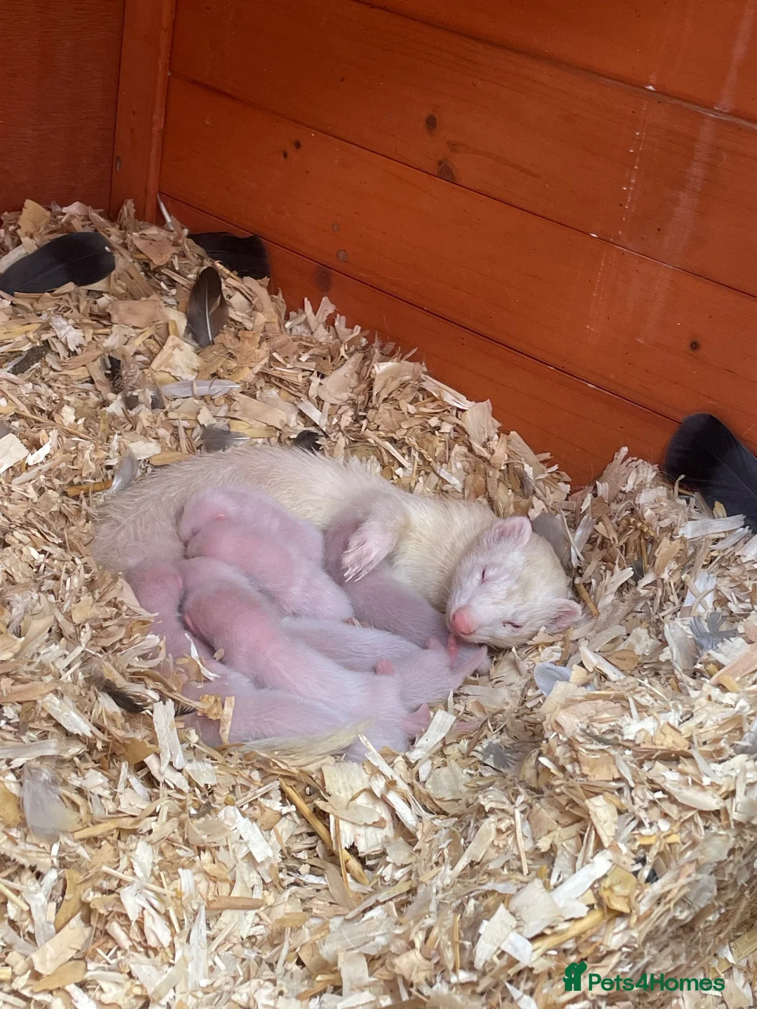 Ferret rodents for sale: 6 Standard size Working Ferret’s for sale - Advert 1