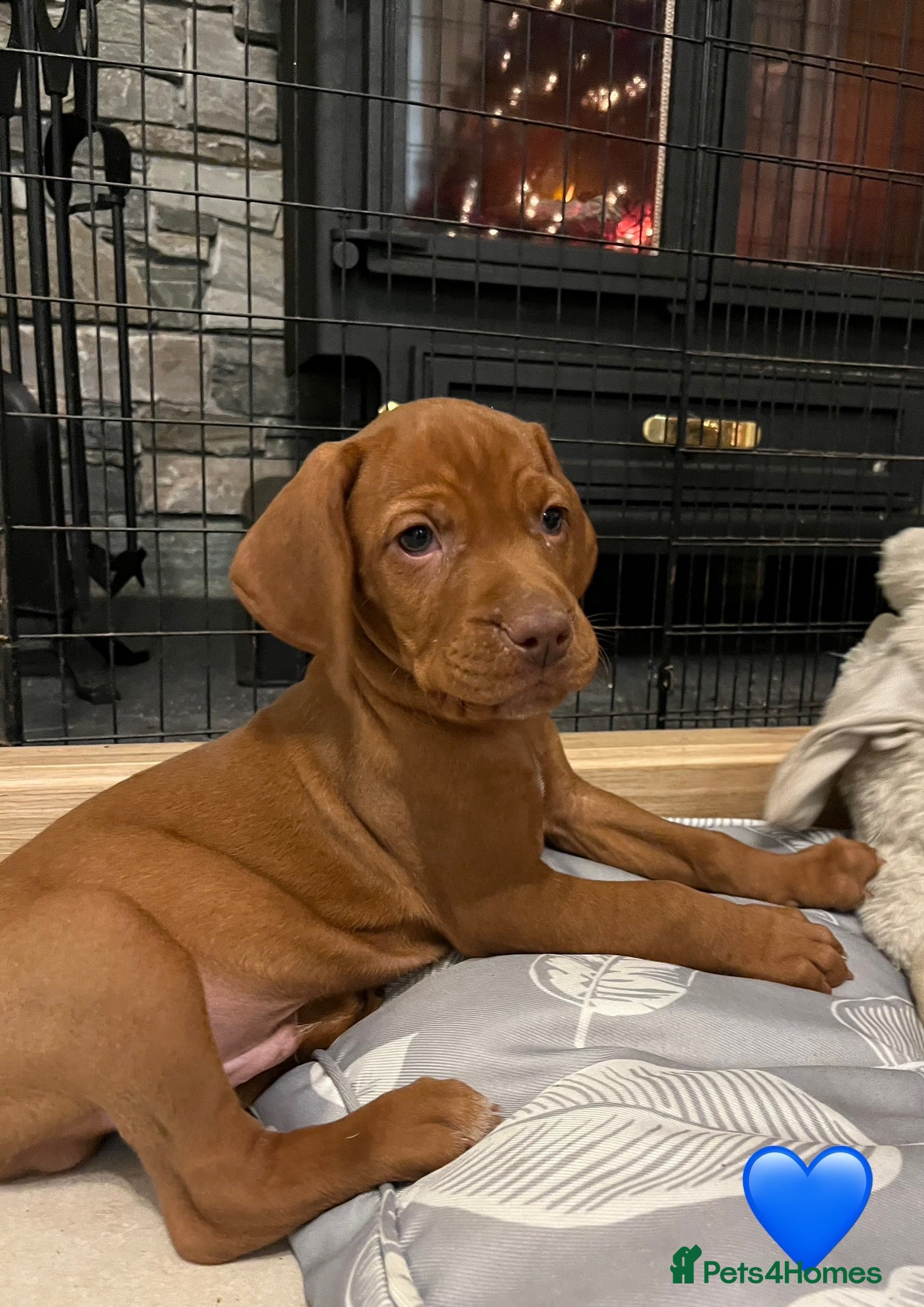 Hungarian Vizsla dogs Beautiful KC Red Hungarian Vizsla Puppies - Advert 18