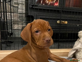 Hungarian Vizsla dogs Beautiful KC Red Hungarian Vizsla Puppies - Advert 1