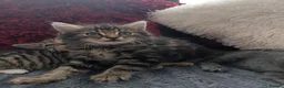 Mixed Breed cats for sale: Kittens  - Advert 26