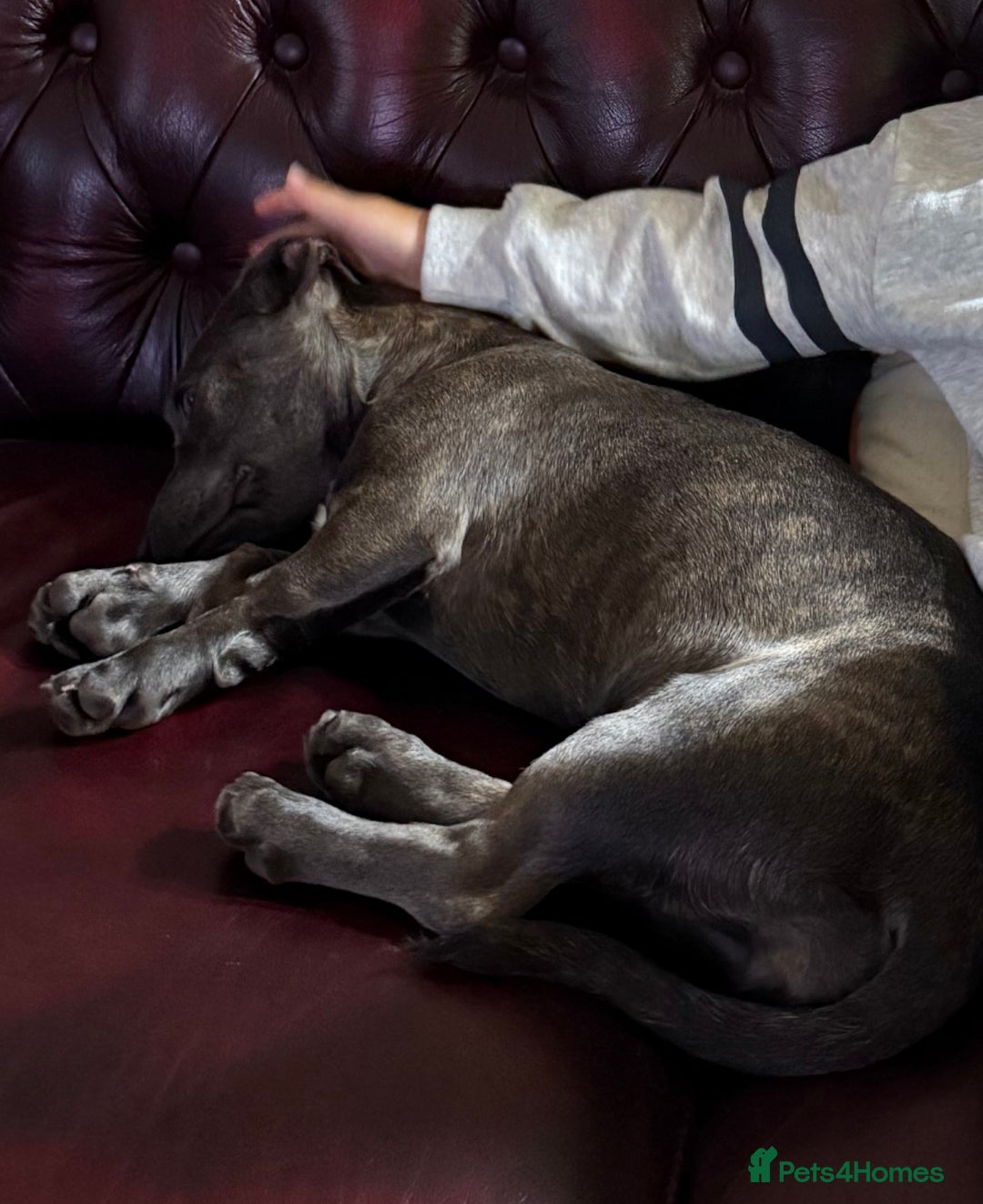 Mixed Breed dogs for sale: Pippa  - Advert 2