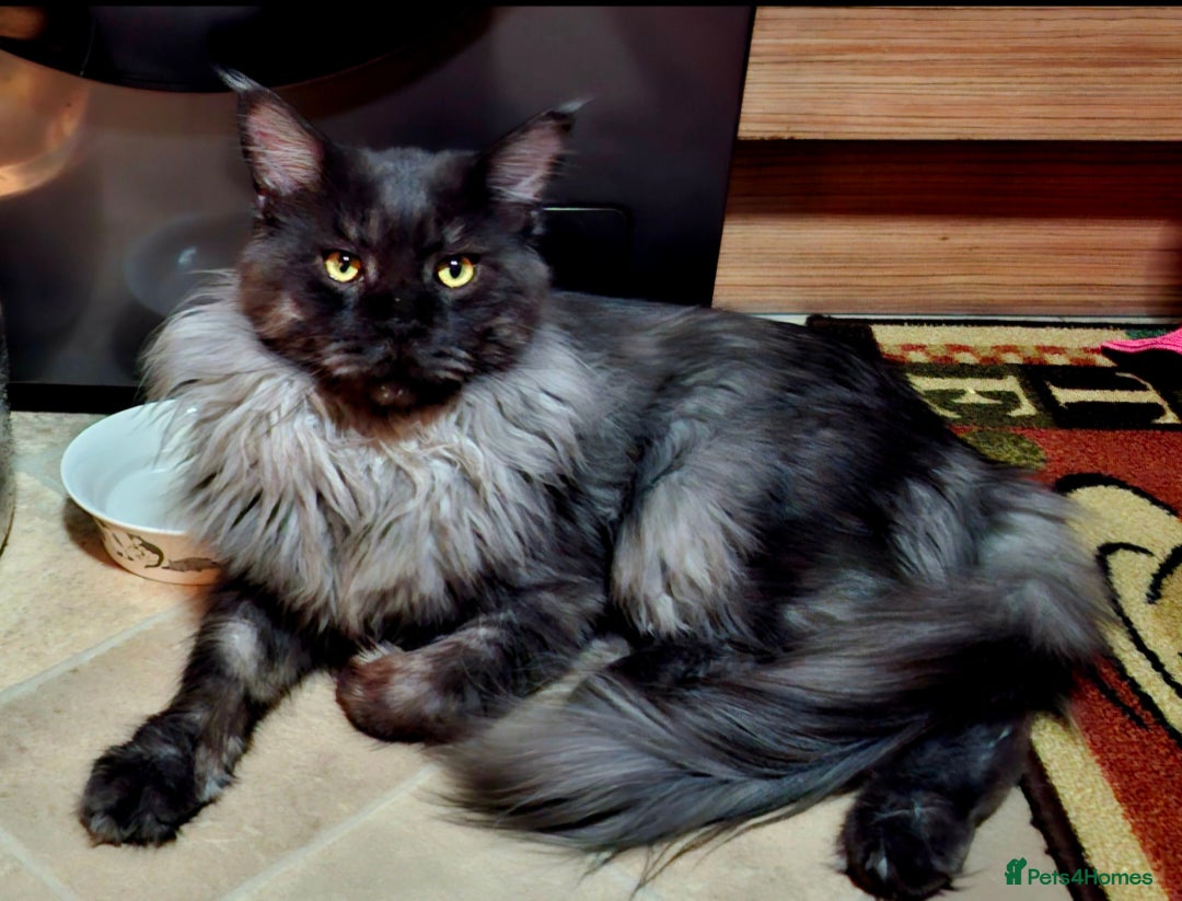 Maine Coon cats for sale: Gorgeous Maine Coon Kittens-Champion Bloodlines - Image 26
