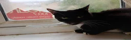Mixed Breed cats for sale: Ginger and white - Advert 5