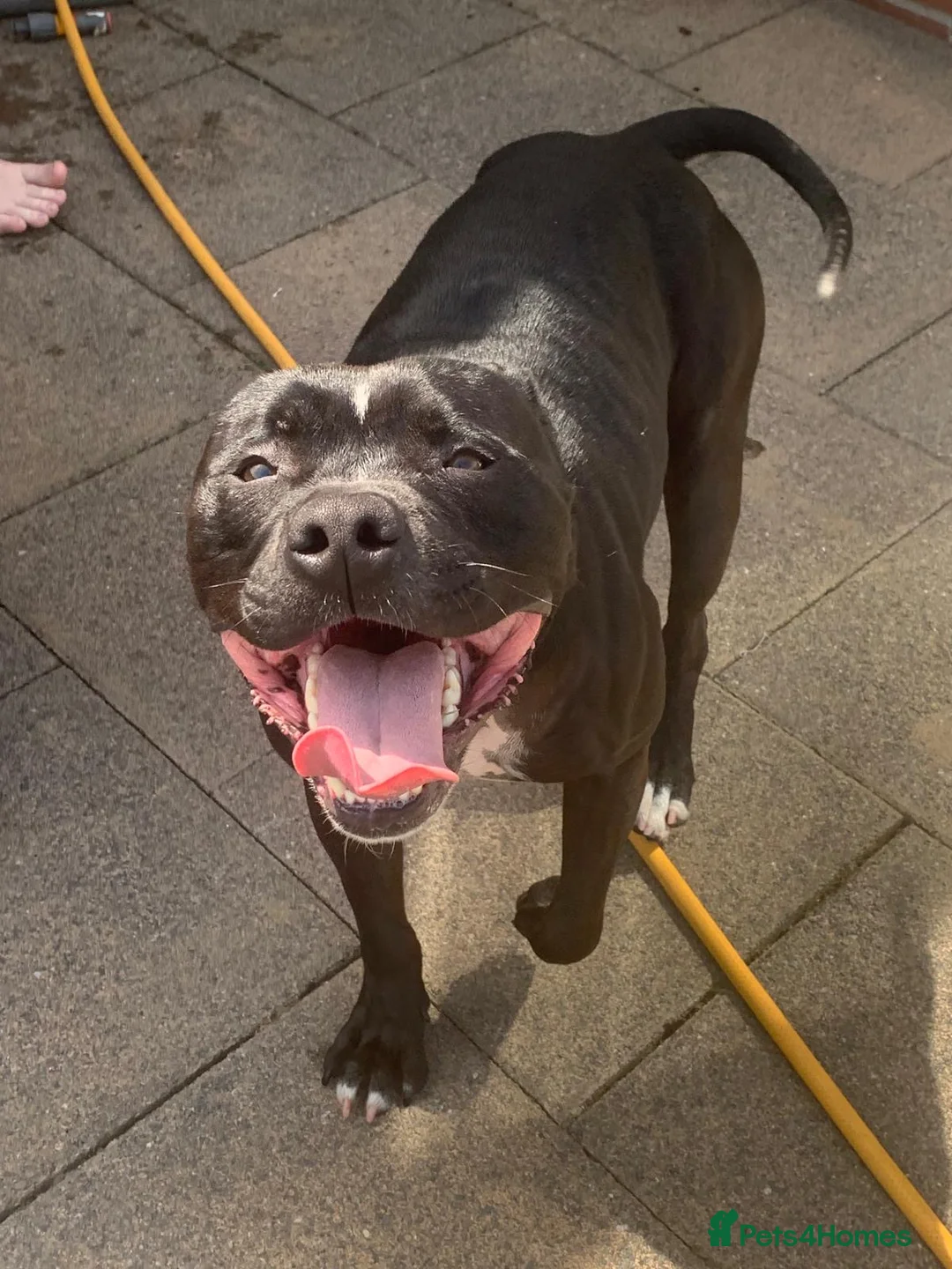 Staffordshire Bull Terrier dogs for sale: 3yr male staffy. Bruno - Advert 1