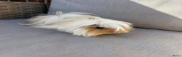 Guinea Pig rodents for sale: Very handsome male guinea pig.  - Advert 8