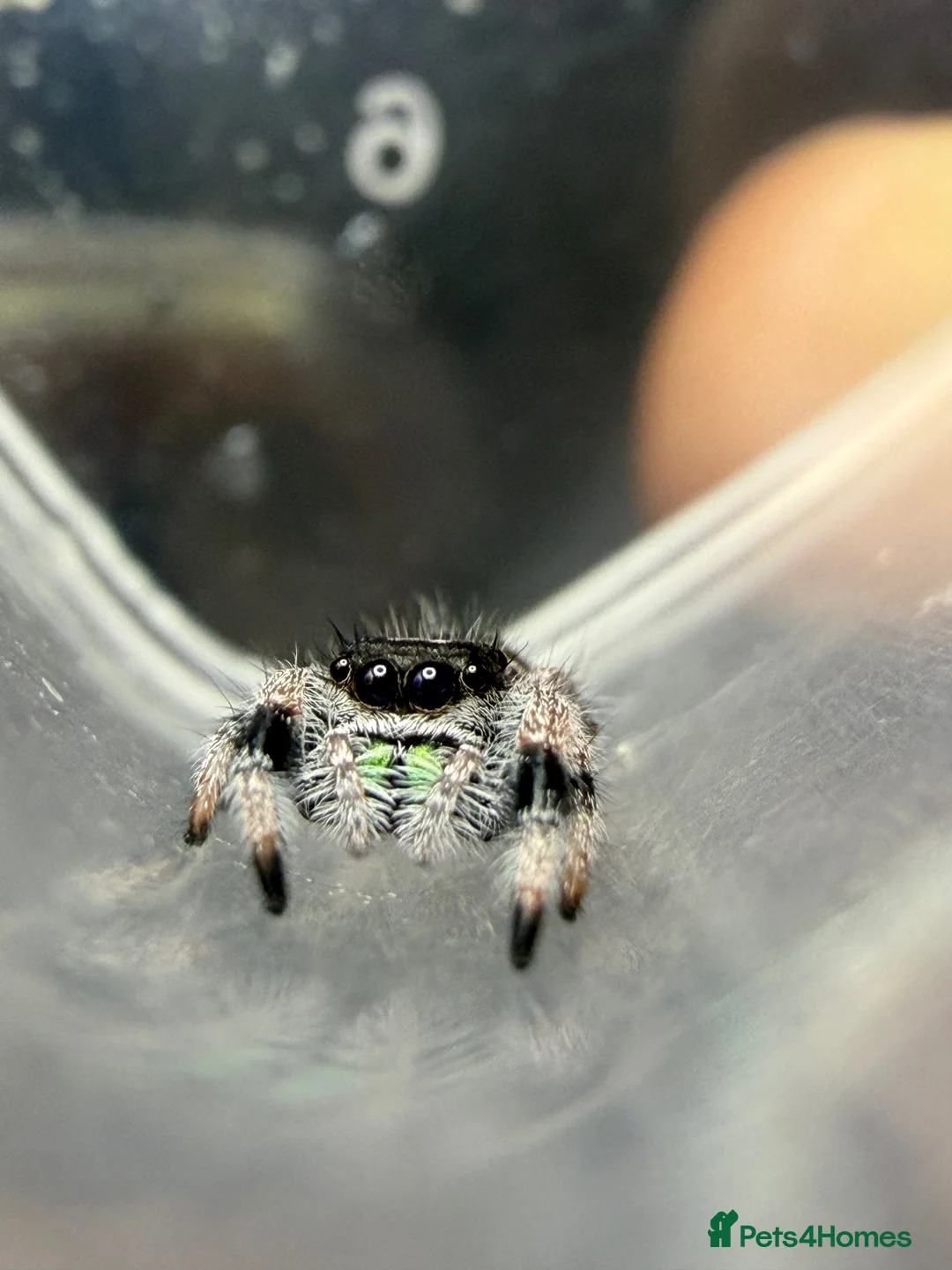 Spiders invertebrates for sale: Apalachicola Jumping spiders i6  - Advert 2