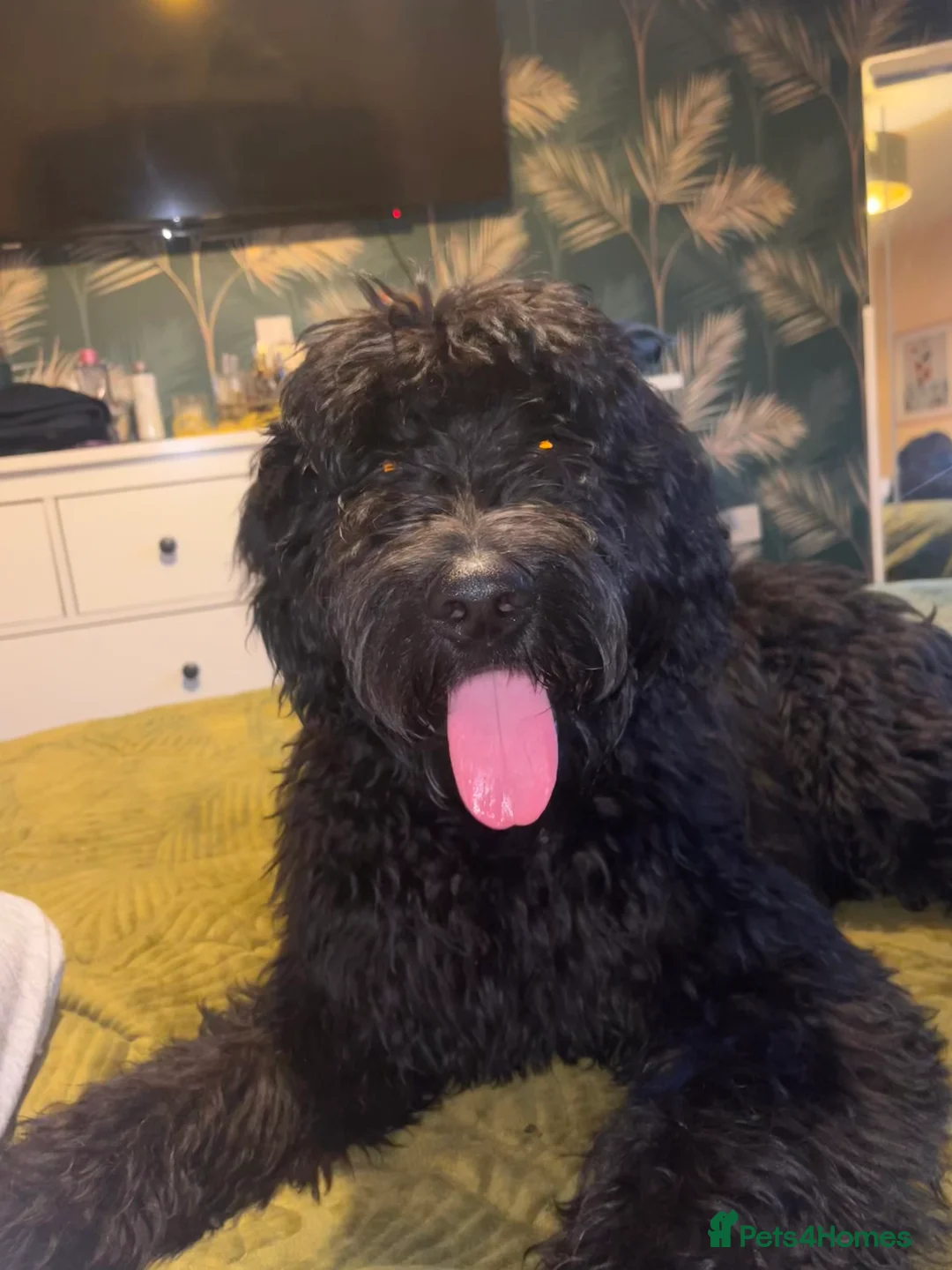 Goldendoodle dogs for sale: 6 Month Golden-doodle  - Advert 4