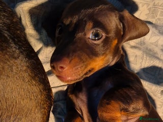 Miniature Dachshund dogs Looking for their forever 🏡 - Advert 7