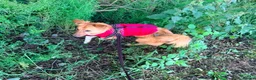 Mixed Breed dogs for adoption: ❤️🐶 KEIRA – THE PERFECT BALANCE OF FUN AND CUDDLE in Coatbridge - Advert 7