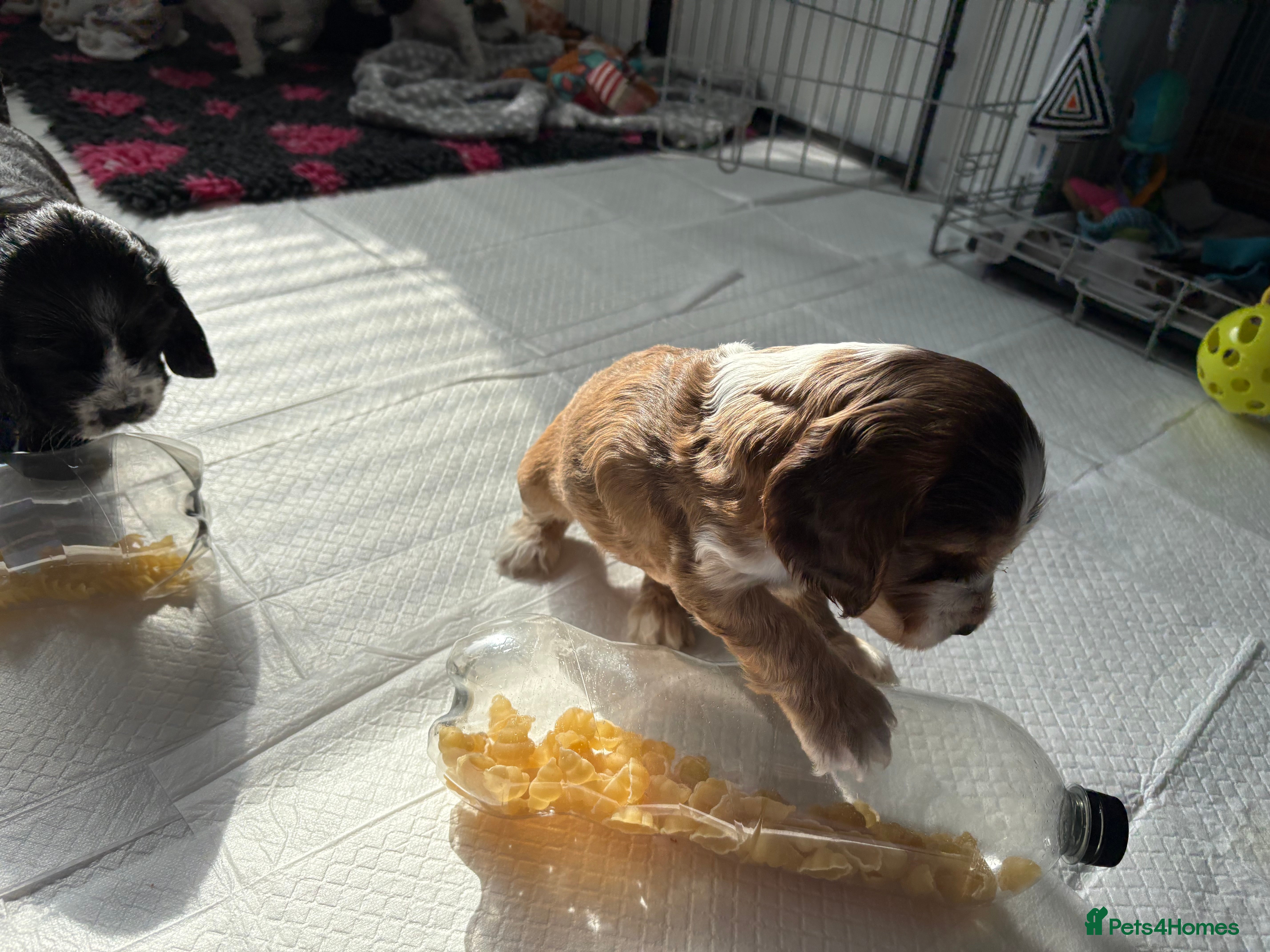 Cocker Spaniel dogs KC Reg; DNA Tested; 1.5% COI; Home-Reared Spaniels - Advert 2