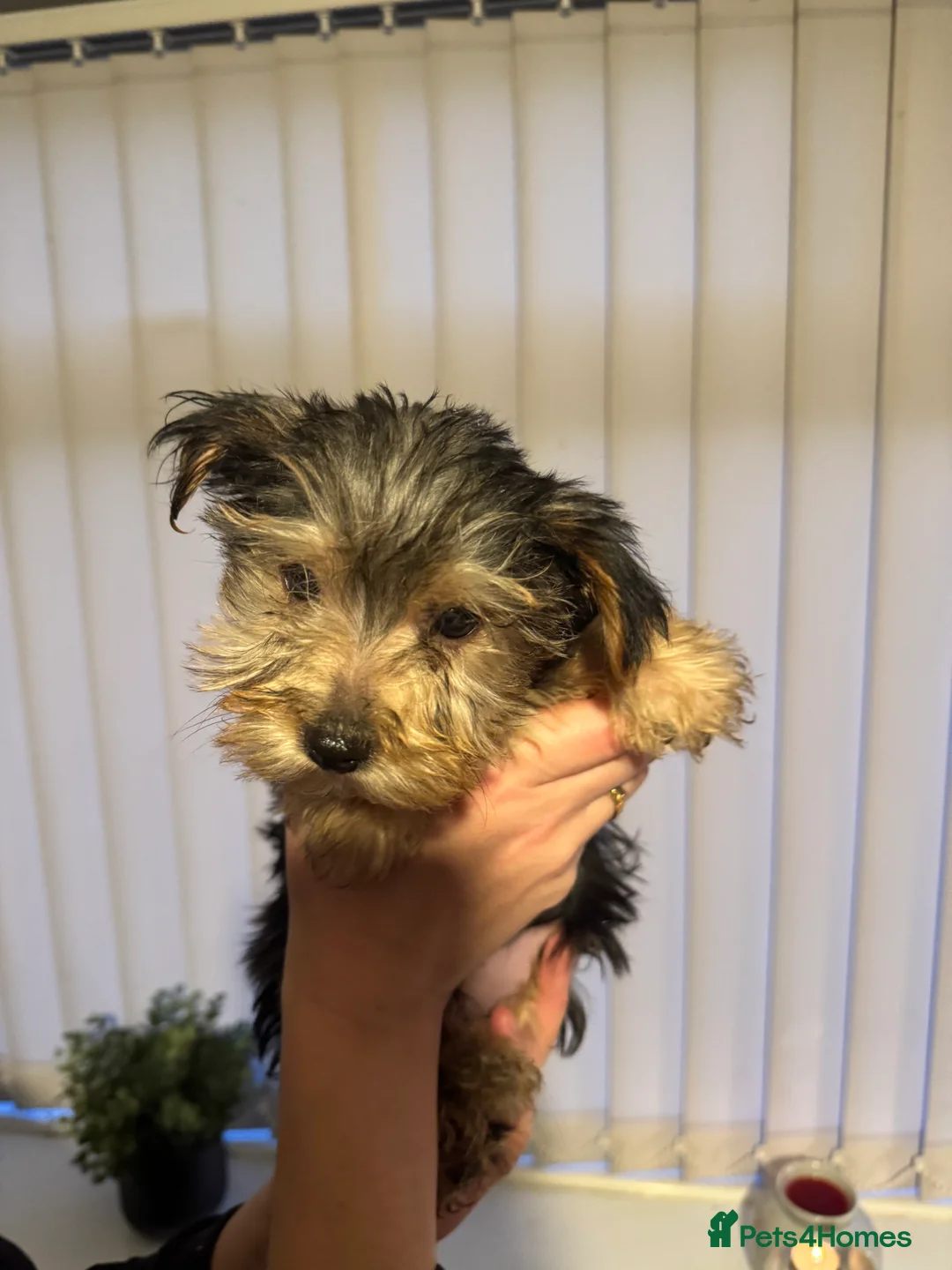 Yorkshire Terrier dogs for sale: Yorkshire Terrier Pup - Male - Advert 2