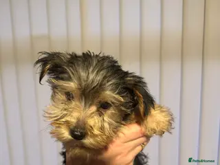 Yorkshire Terrier dogs Yorkshire Terrier Pup - Male - Advert 3