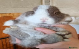 Mini Lop rabbits for sale: Mini lops - Image 9