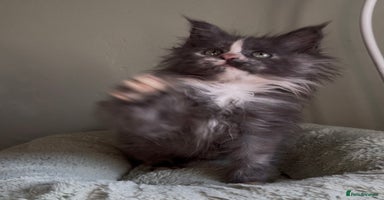 Maine Coon cats Maine coon girl READY NOW ❤️ blue tortie ❤️ - Advert 11