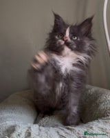 Maine Coon cats Maine coon girl READY NOW ❤️ blue tortie ❤️ - Advert 2