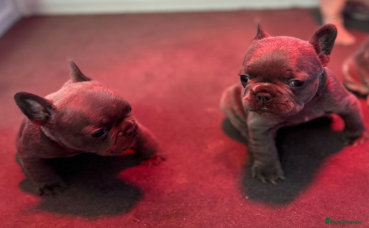 French Bulldog dogs 4 Beautiful Girl Frenchie's  - Advert 5