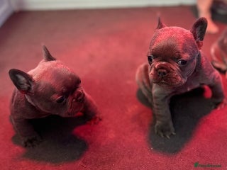 French Bulldog dogs 4 Beautiful Girl Frenchie's - Advert 11