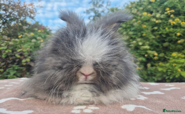Angora rabbits - Advert 4