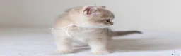British Shorthair cats for sale: Golden Blue and Golden BSH kittens - Advert 30