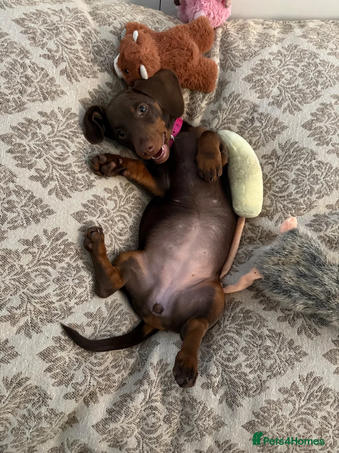 Dachshund dogs for sale: Reluctant rehoming in Bournemouth - Advert 4