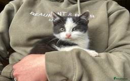 Domestic Shorthair cats for sale: Beautiful kittens for sale - Image 4