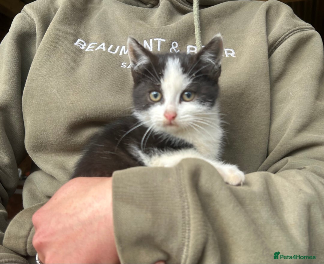 Domestic Shorthair cats for sale: Beautiful kittens for sale - Image 4