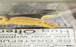 Bearded Dragon reptiles for sale: 🔥SALE🔥LAST 4 Baby Bearded Dragons ### £140 ##  - Image 8