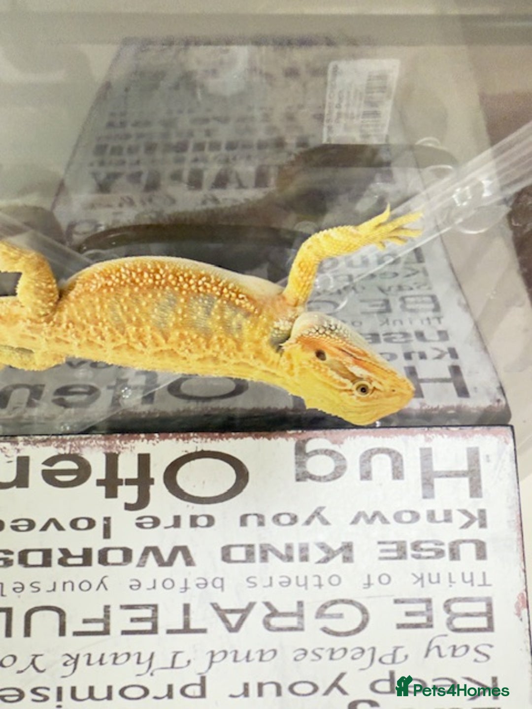 Bearded Dragon reptiles for sale: 🔥SALE🔥LAST 4 Baby Bearded Dragons ### £140 ##  - Image 8