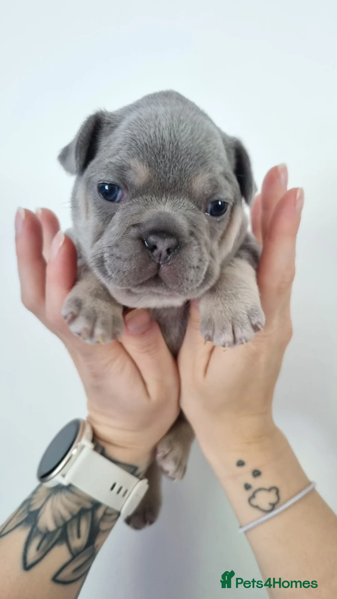 French Bulldog dogs for sale: KC registered Frenchie puppies  in Abertillery - Advert 12