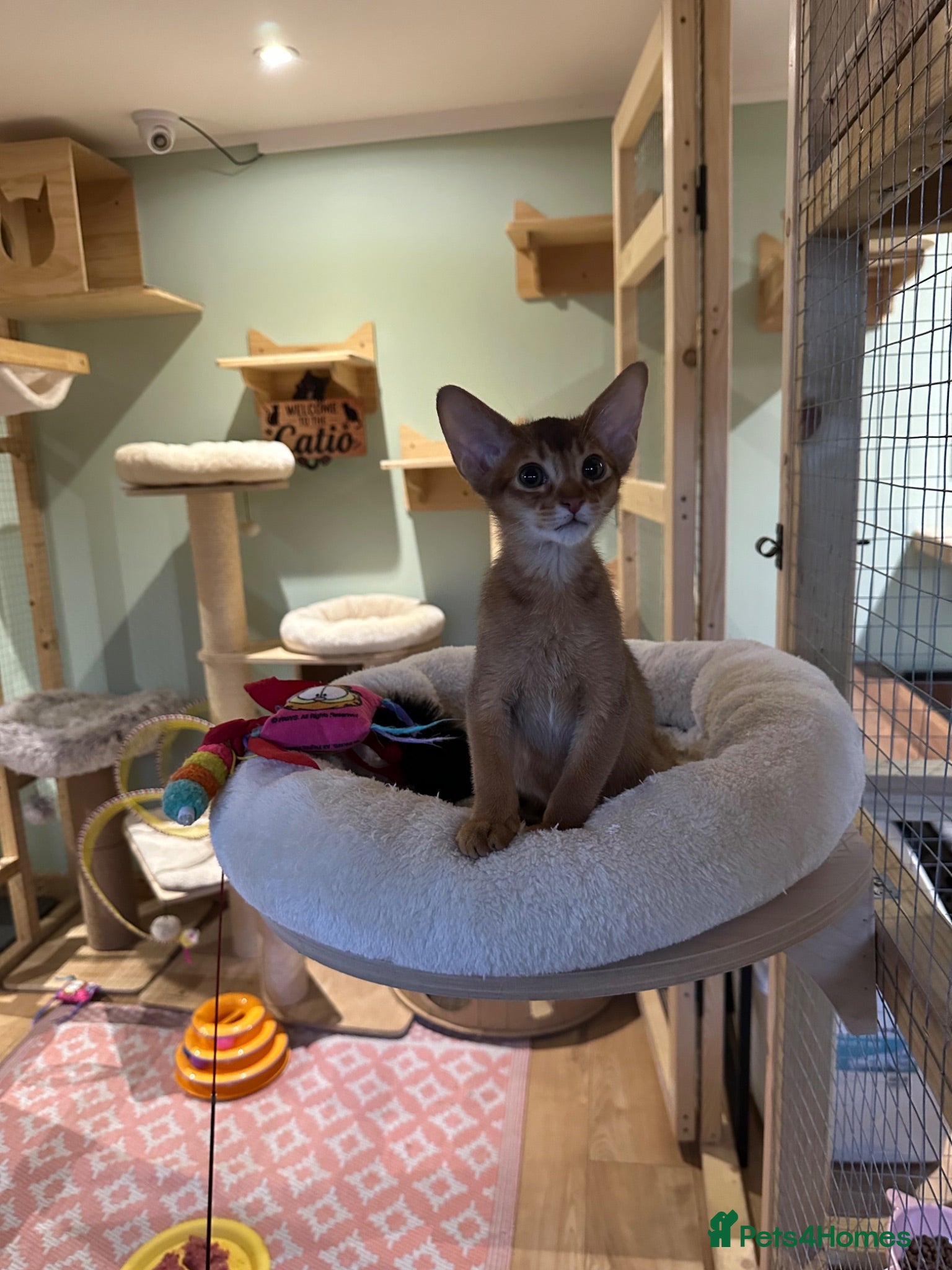 Abyssinian cats Abyssinian kittens  - Advert 9
