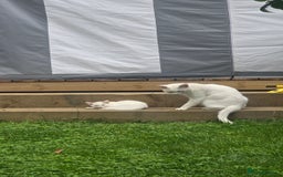 Khao Manee cats for sale: Fully white Khao Manee & Turkish Angora  - Image 6