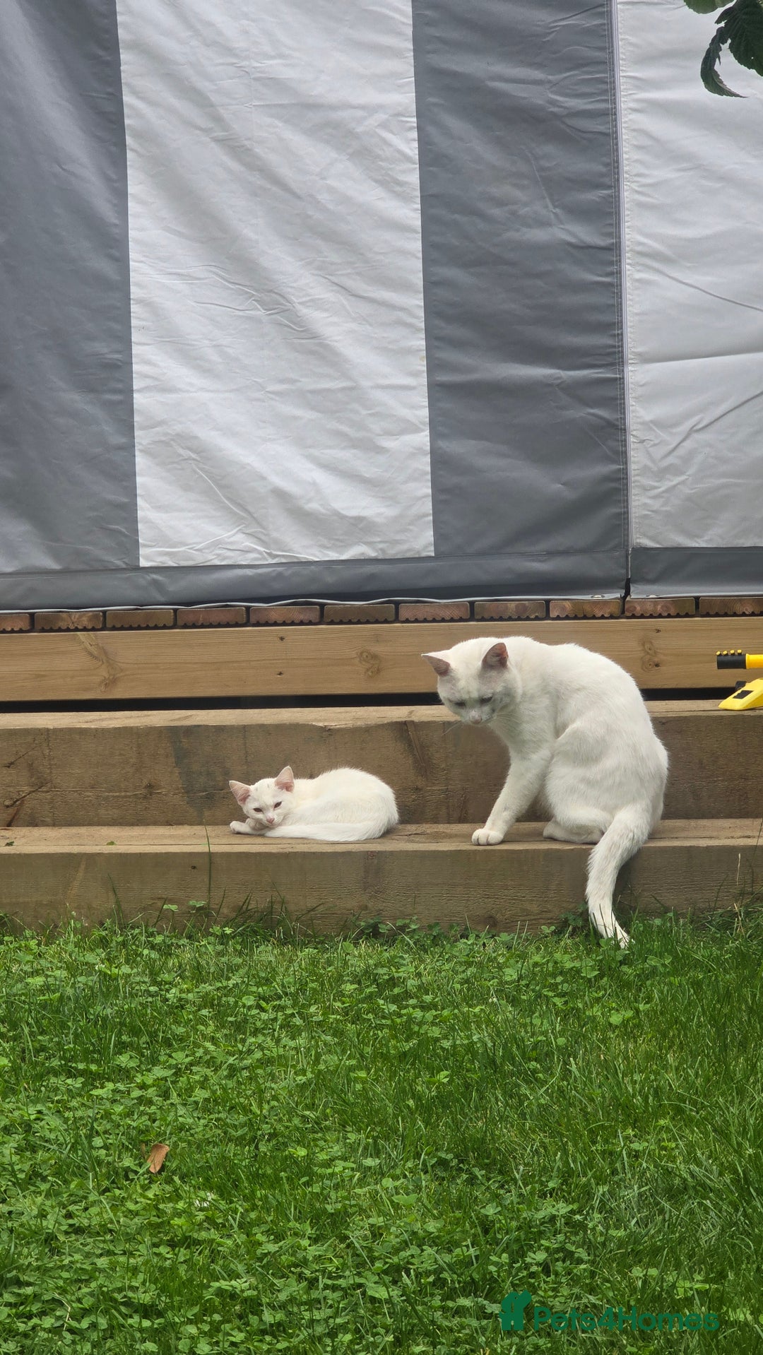 Khao Manee cats for sale: Fully white Khao Manee & Turkish Angora  - Image 6