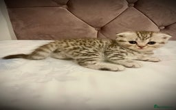 Scottish Fold cats for sale: Selling Adorable Scottish Fold & Straight Kittens - Image 8