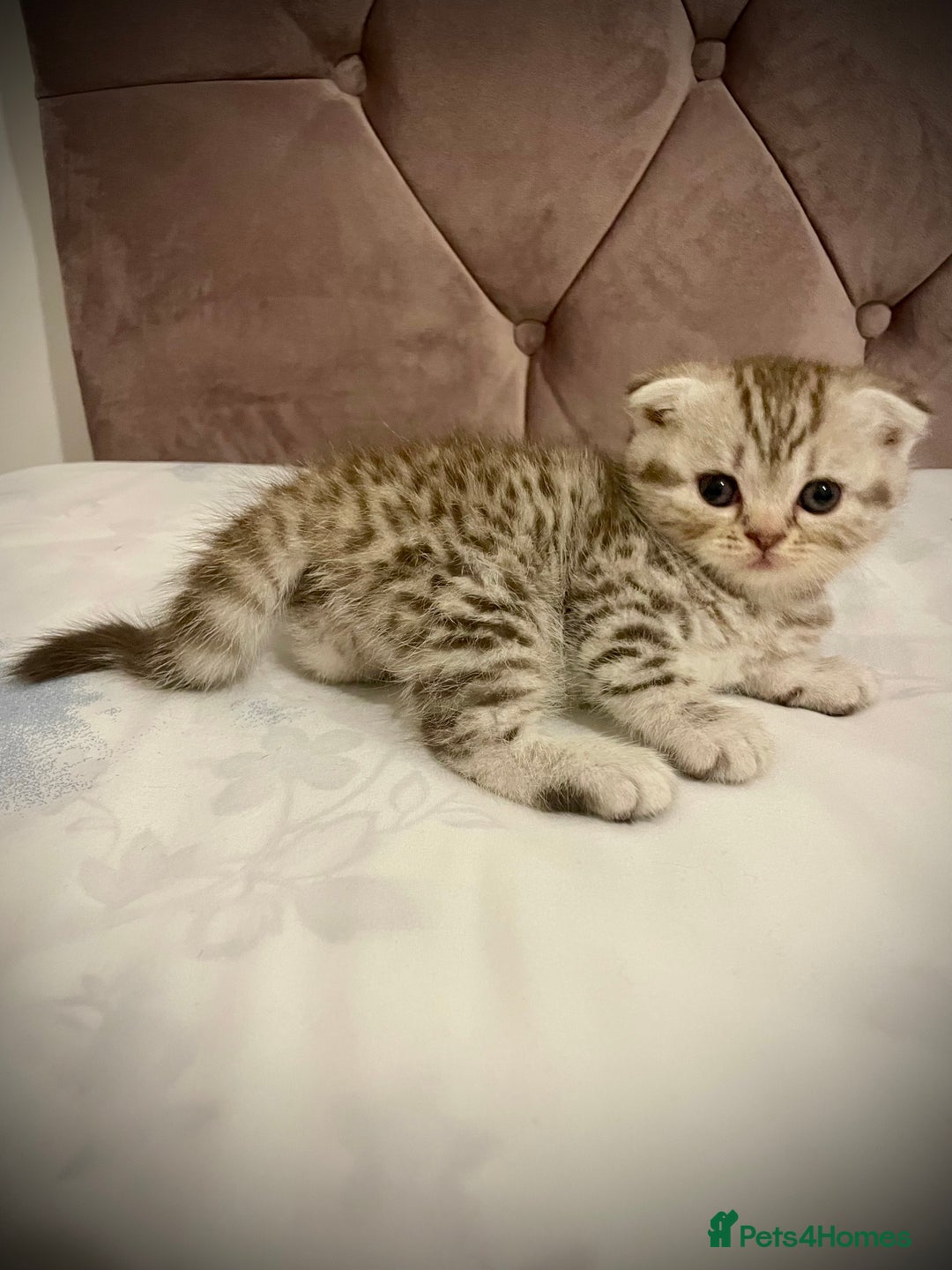 Scottish Fold cats for sale: Selling Adorable Scottish Fold & Straight Kittens - Image 8