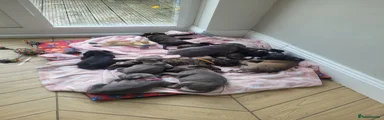 Mixed Breed 10