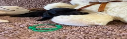 Cocker Spaniel dogs for sale: Excellent pedigree Cocker Pups Farlavale / Rowston - Advert 18