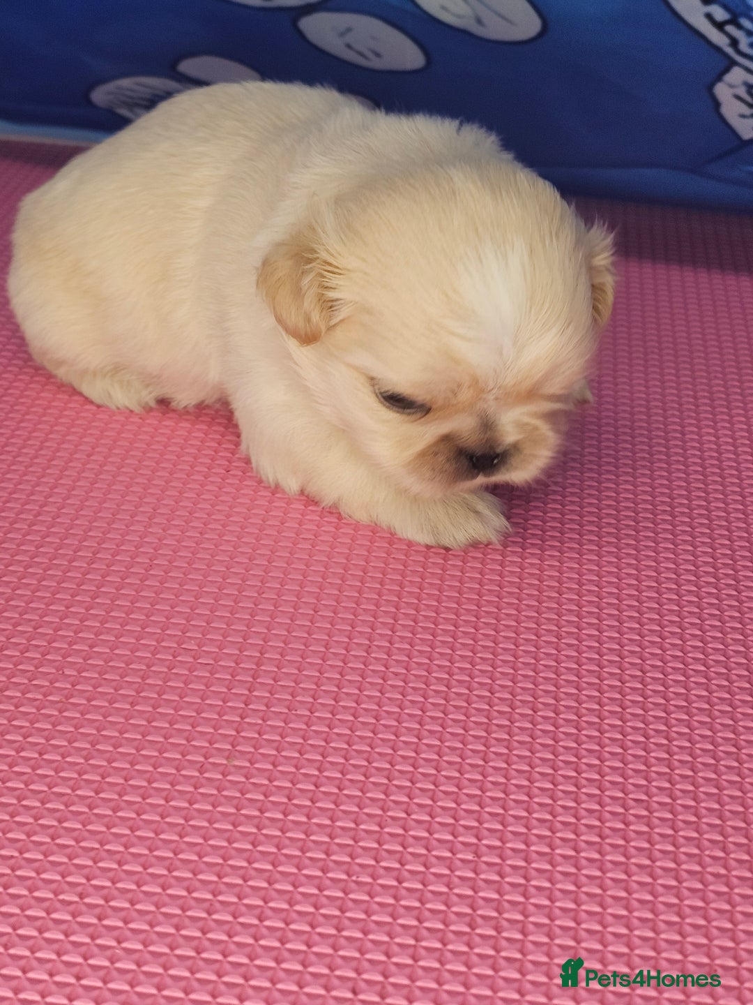 Shih Tzu dogs for sale: Pedigree smallest possible size Shih Tzu - Advert 23