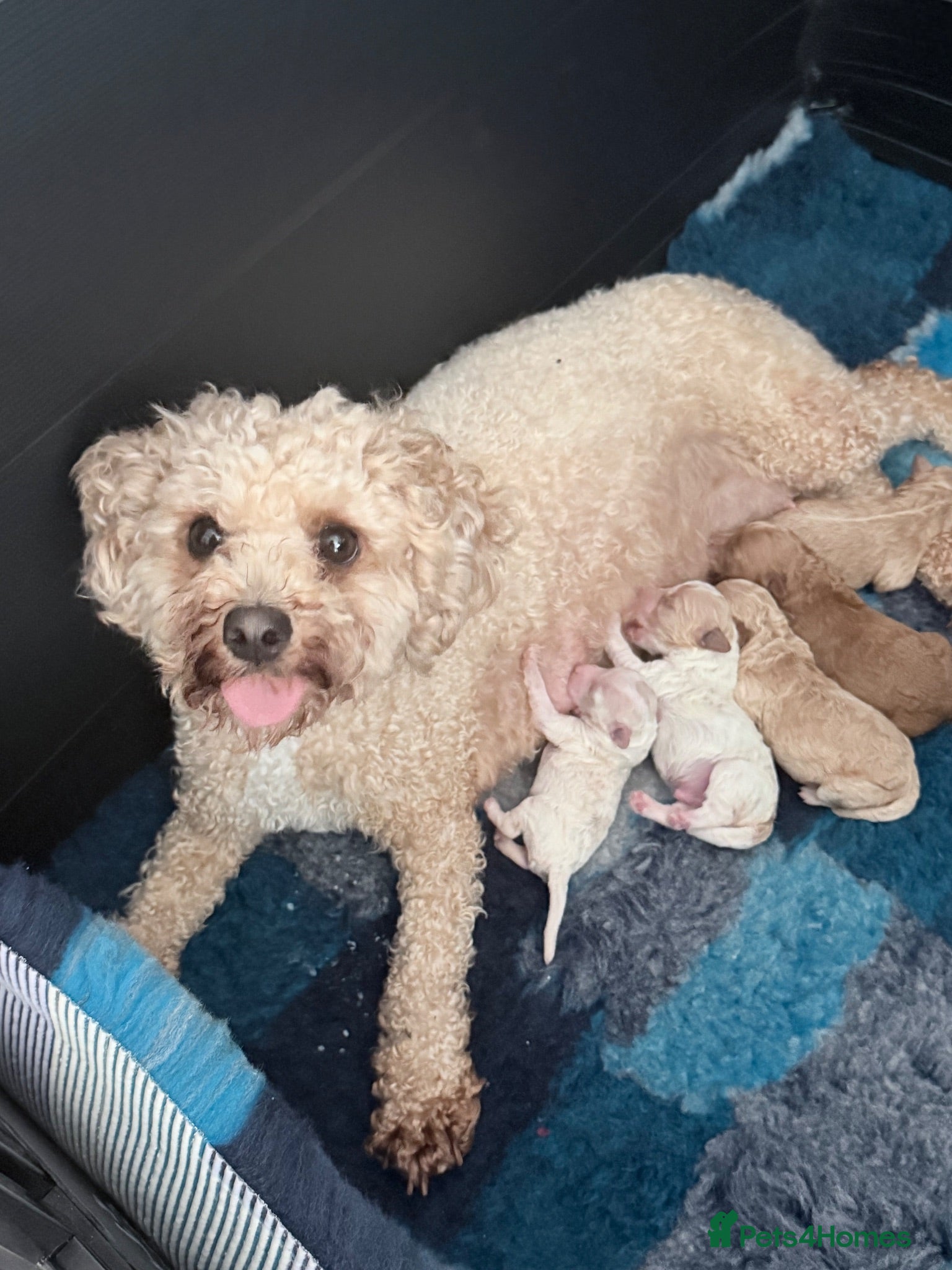 Poochon dogs Poochon/pomachon pups available  - Advert 2
