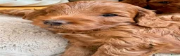 Cockapoo dogs for sale: Beautiful F2 Cockapoo Puppies  - Advert 26