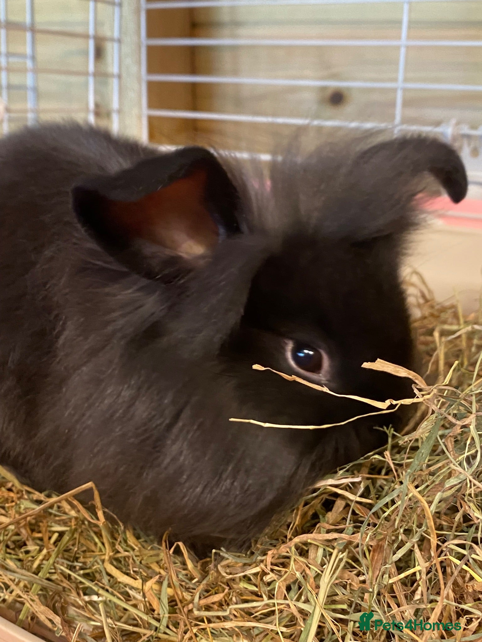Mini Lion Lop rabbits Mini lion lop - Advert 1