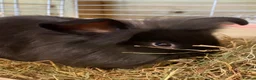Mini Lion Lop rabbits for sale: Mini lion lop - Advert 1