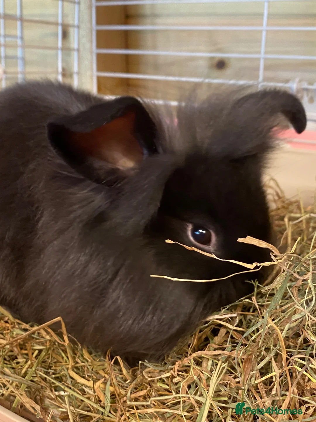 Mini Lion Lop rabbits for sale: Mini lion lop - Advert 1