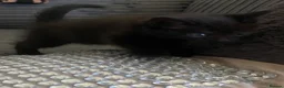 Mixed Breed cats for sale: Beautiful black kittens in West Bromwich - Advert 2